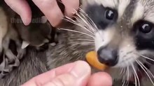 Mother Raccoon Saves Her Babies From Flood | 홍수 속에서 새끼들을 구하는 어미 라쿤