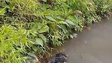 otter dino looking for fish in the river