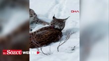 Kar üstündeki vaşaklar görüntülendi