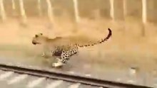 Leopard Attacks Train 🐆