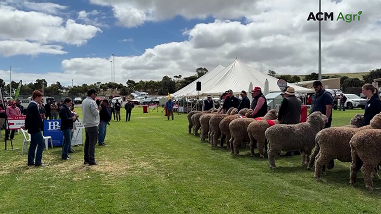 Strong lineup keeps judge busy for ram of the year