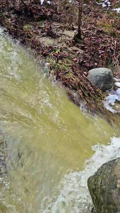 The stream overflowed again after the rain. The golds are coming