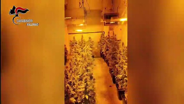 Palermo, i carabinieri scoprono alla Noce una serra di marijuana