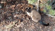 Neighbor Cat Discovers Spring… and the Birds Are in Trouble 😹🐦 #cat #shorts #funny