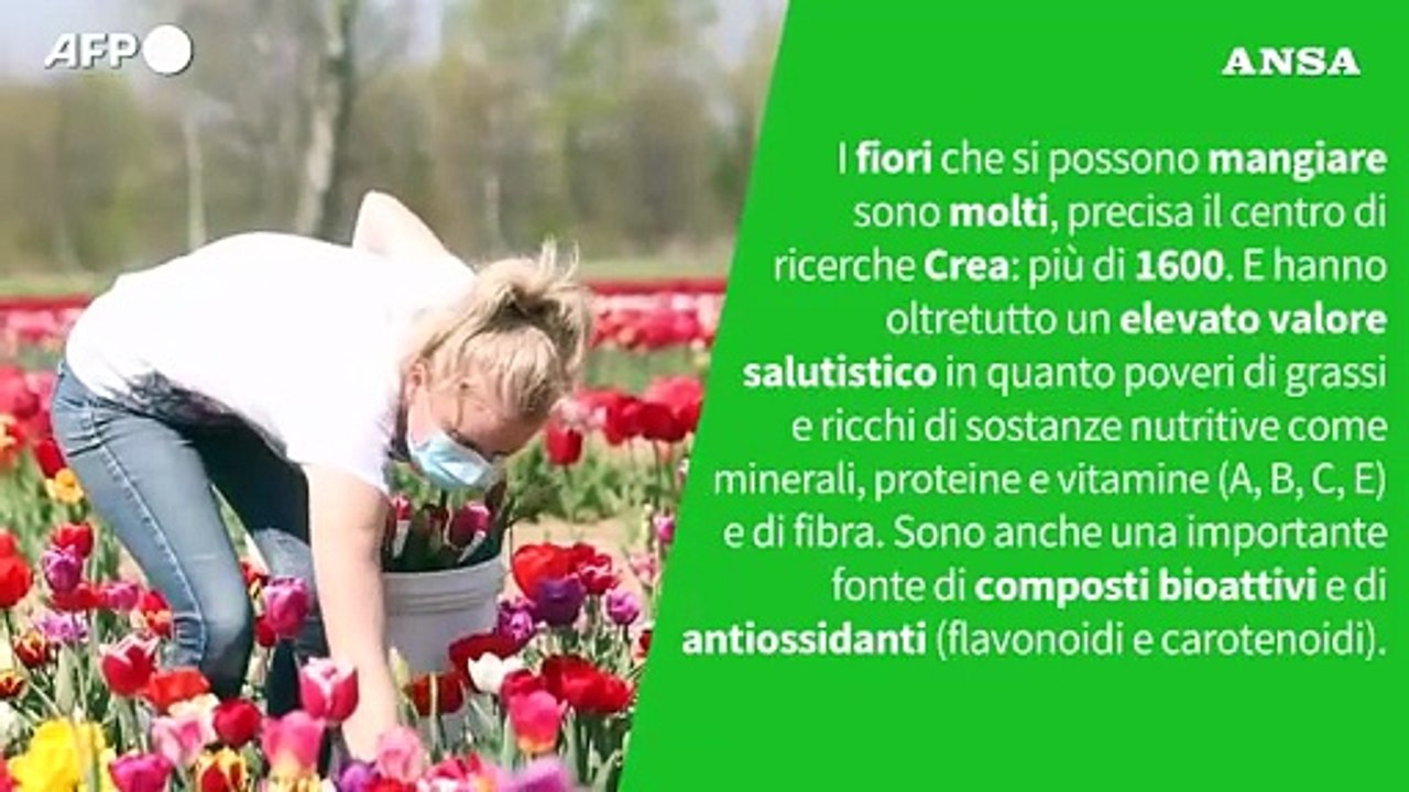 Ansa VERIFIED - E' vero che i fiori si possono mangiare?