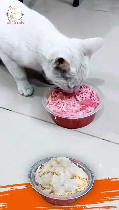 Cat Jelly Treats Review In Karachi 😺 Real Customer Experience With Billi Treats