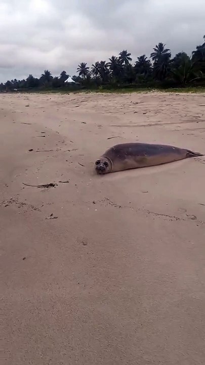Elefante-marinho aparece no Litoral alagoano e chama a atenção de curiosos