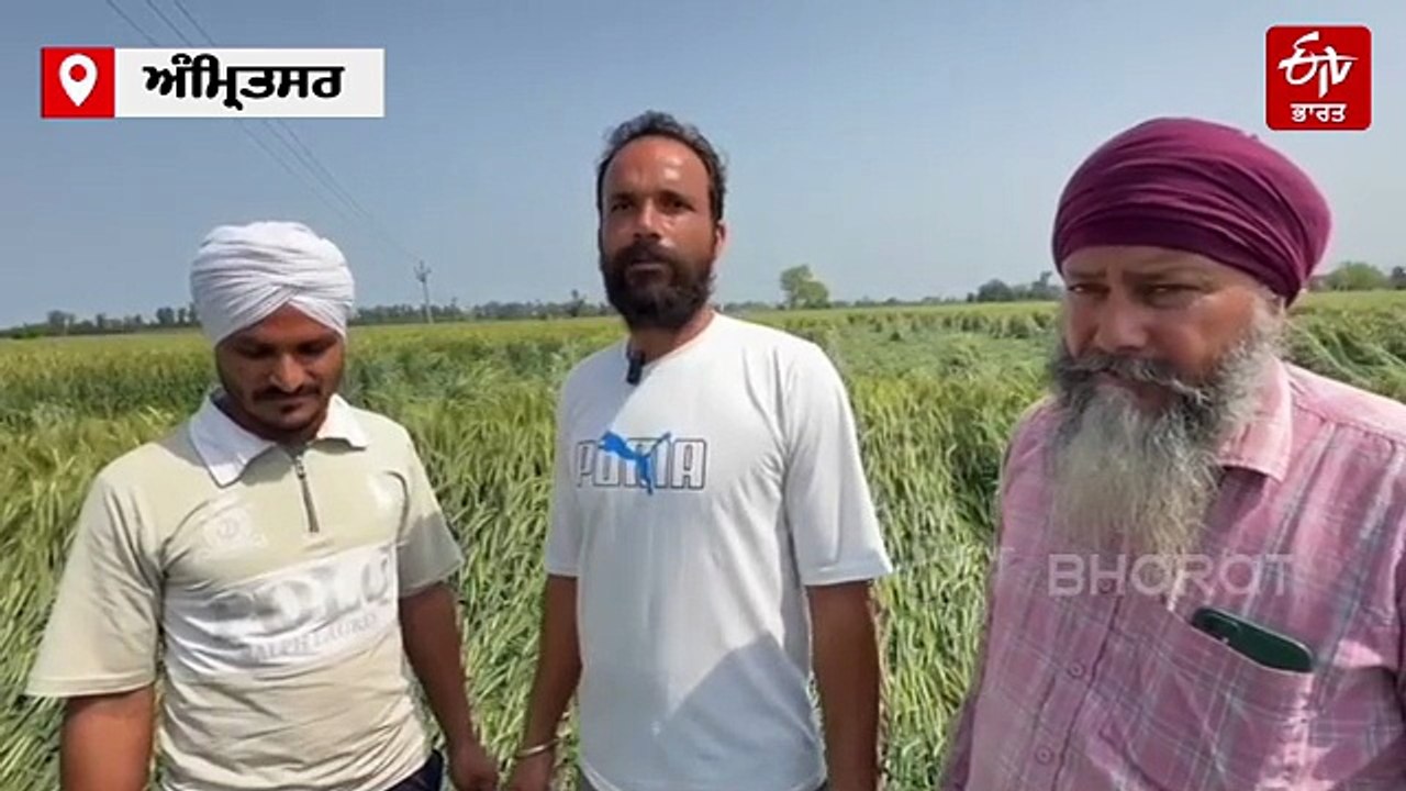 ਪੰਜਾਬ 'ਚ ਕਈ ਥਾਵਾਂ 'ਤੇ ਮੀਂਹ ਅਤੇ ਗੜੇਮਾਰੀ ਨੇ ਵਧਾਈ ਕਿਸਾਨਾਂ ਦੀ ਚਿੰਤਾ, ਕਈ ਏਕੜ ਫ਼ਸਲ ਤਬਾਹ