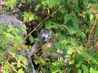 Les Cinq Lacs de Fontanable  (06-Mercantour)