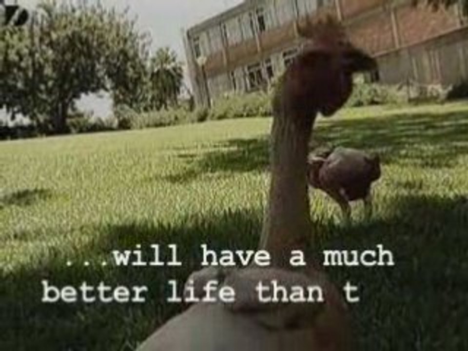 Weird Featherless Chickens