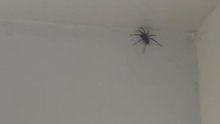 Woman's bravery against giant spider results in a comical jump-scare moment
