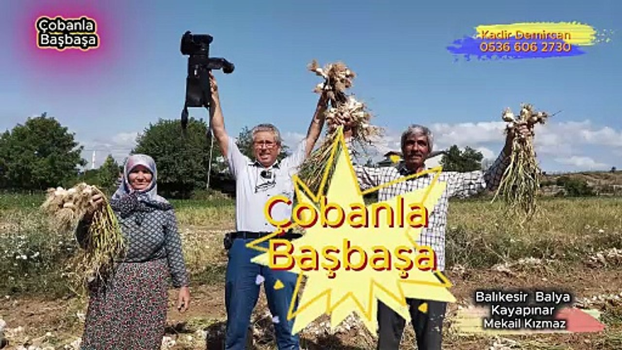 Çobanla Başbaşa 2. Bölüm. Balıkesir Balya Kayapınar Büyükbaş Hayvan Çiftliği Mekail Kızmaz  0538 596 1209