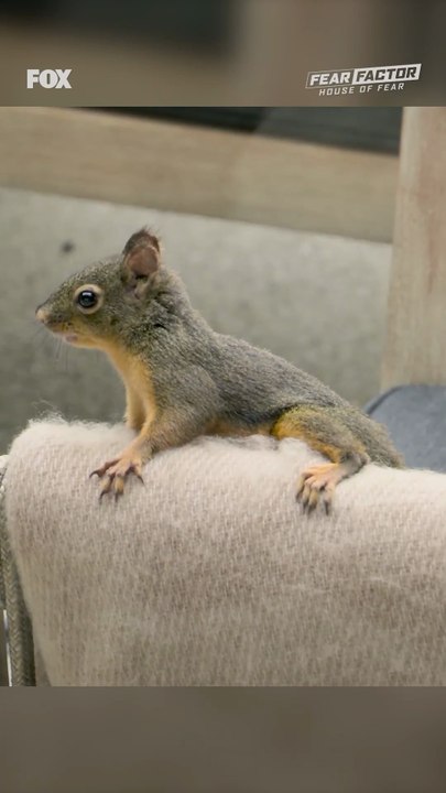 A Wake-Up Call, Gossip and a Loose Squirrel on Fear Factor: House of Fear