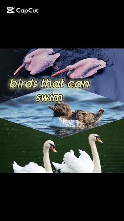 birds that can swim#trending #viral #birds #fyp #animals