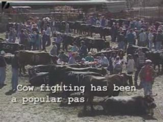Cow Fighting Competition