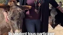 Au Maroc, elle sauve les ânes et mulets blessés