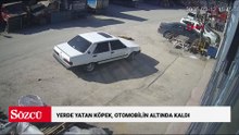 Yerde yatan köpek, otomobilin altında kaldı
