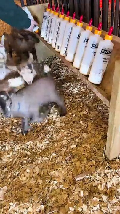 Adorable chevreaux nourris au biberon : craquez pour ces petits bouts de chou !