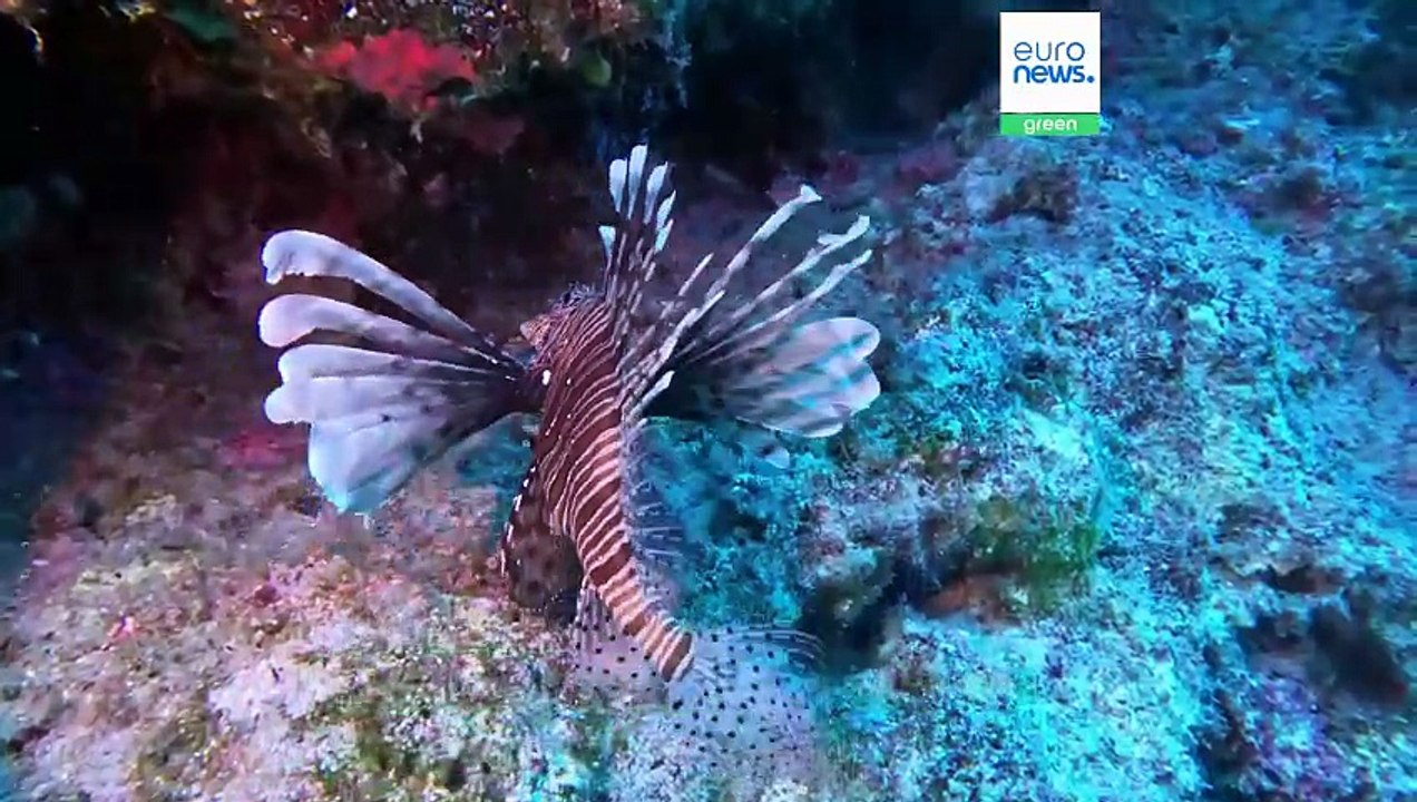 Delikatesse rotfeuerfisch: kochen für den meeresschutz in griechenland