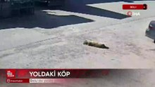Bolu’da yolda yatan köpeği ezdi, arkasına bakmadan uzaklaştı