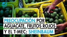 Hay preocupaciones sobre aguacate y frutos rojos por deforestación y cumplimiento del T-MEC: Sheinbaum