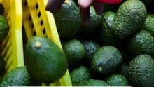 Hay preocupaciones sobre aguacate y frutos rojos por deforestación y cumplimiento del T-MEC: Sheinbaum