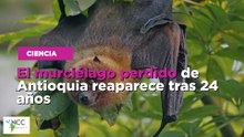 El murciélago perdido de Antioquia reaparece tras 24 años