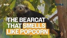Binturong: The bearcat that smells like popcorn | Amazing Animals