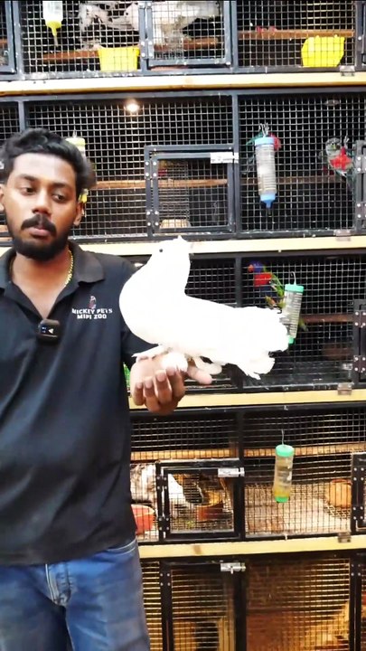 സമാധാനത്തിന്റെ വെള്ളരി പ്രാവുകൾ 😍 | Fancy Fantail Pigeons