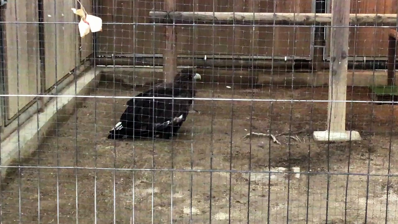 Sakura, the white-tailed eagle calling