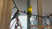 Budgie playing/bird/pet playing