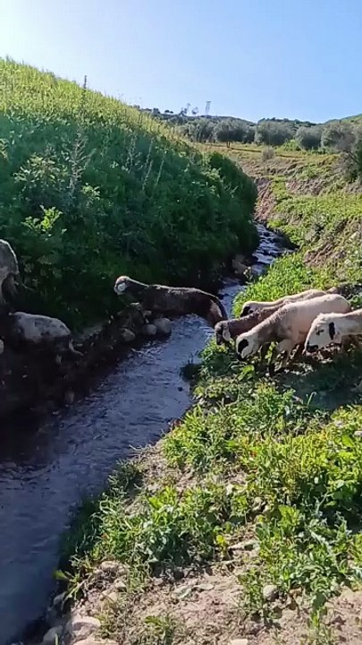 Cutest Sheep Jump Ever! 🐑💨 Wait for the Last Jump!”
