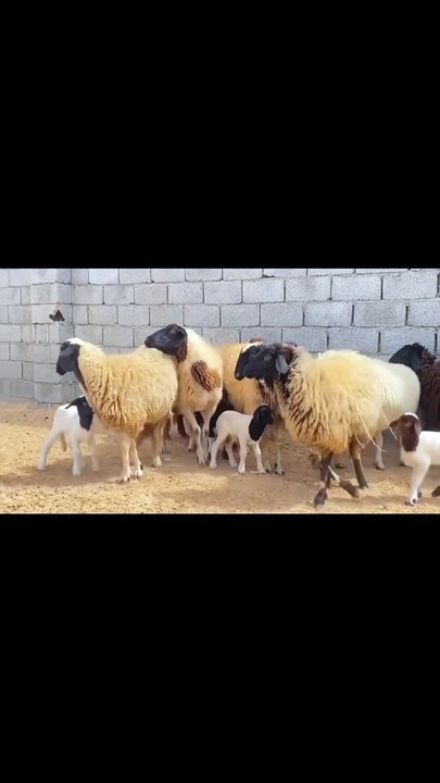 Tiny hooves, tiny sips, and the cutest moves ever!