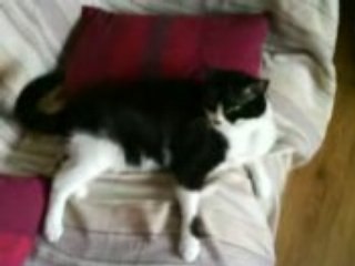 doMb o festival métalzone