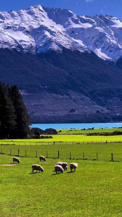 Peaceful Sheep Meadow by Snowy Mountains