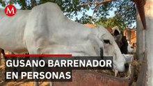 Tabasco reporta los primeros casos de gusano barrenador en personas
