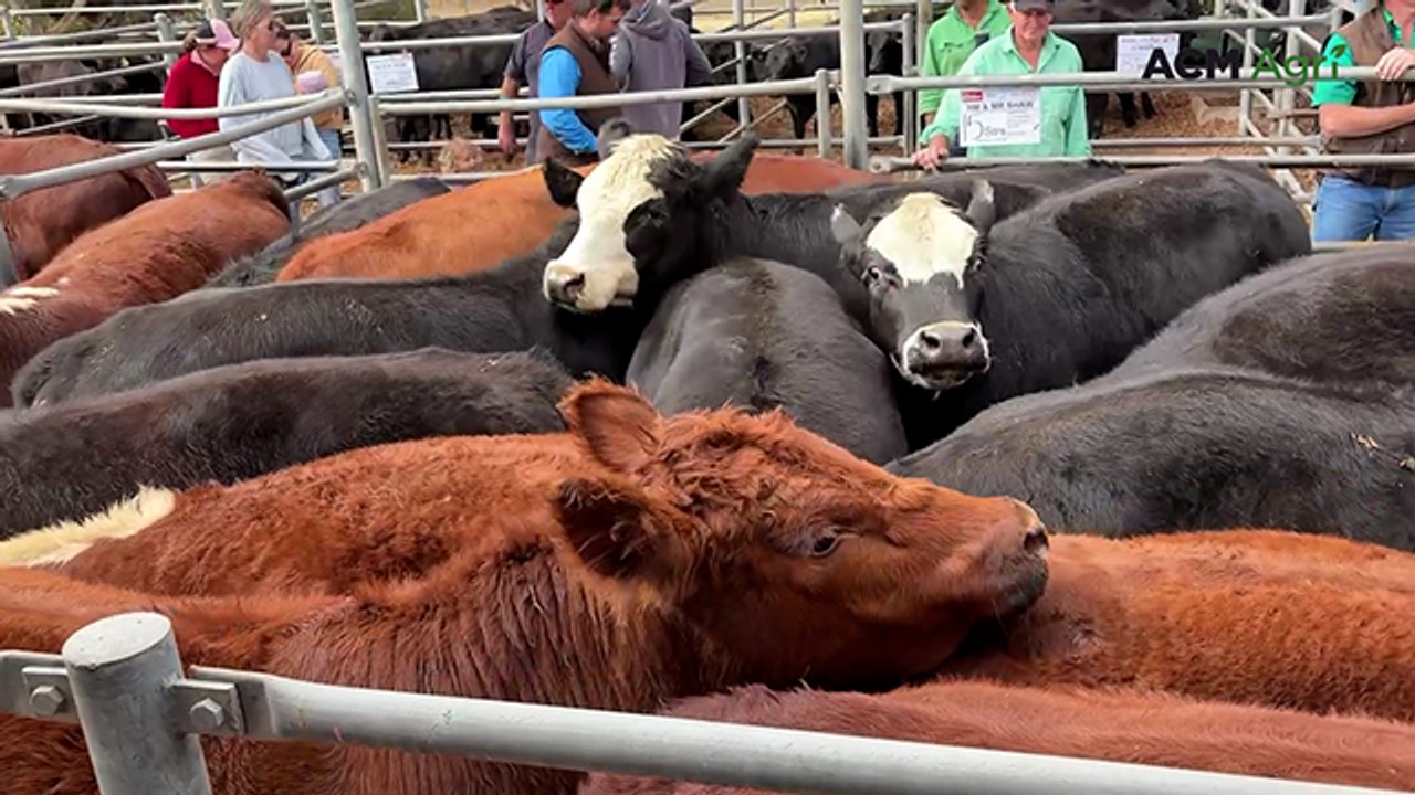 Strathalbyn store cattle market - March 13, 2026