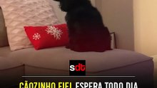 Cãozinho fiel espera todo dia atrás da porta pela dona que morreu de câncer