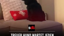 Treuer Hund wartet jeden Tag hinter der Tür auf seine Besitzerin, die an Krebs gestorben ist