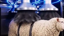 A_huge_machine_#how amazing #animals #sheep (1)