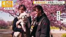 グッド!モーニング   動画　2026年03月13日 無料 動画 バラエティ 9tsu Miomio - 8tsu.net