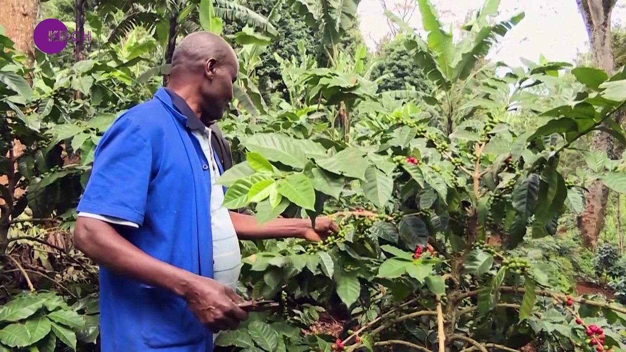 Tanzania ranked top producer of certified high-quality coffee in Africa