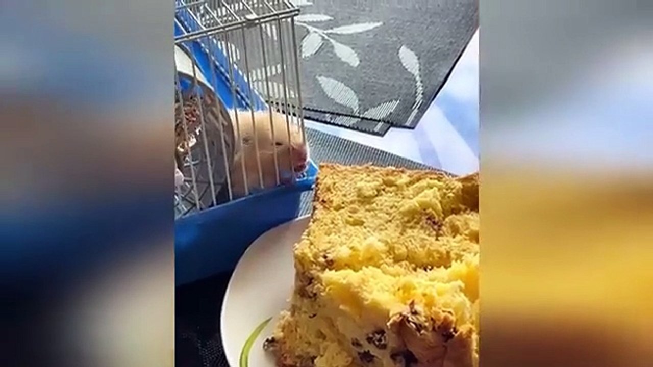 Funny Videos Part 45