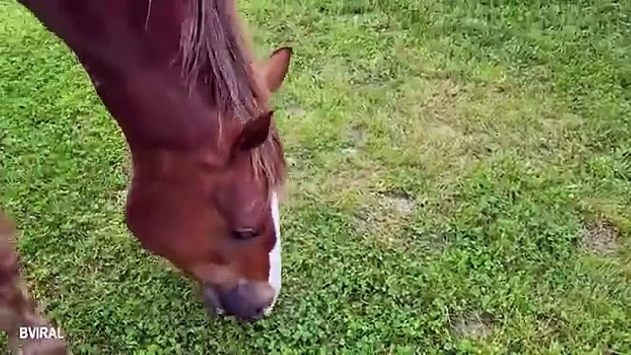Funny Videos Part 53