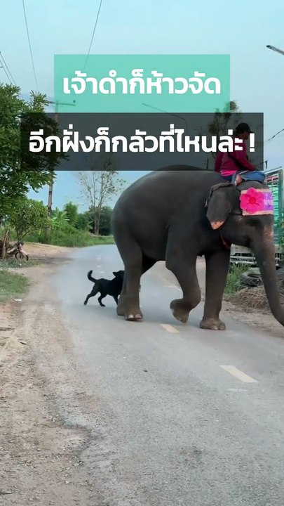พังน้ำทิพย์ กับเจ้าดำผู้สุดห้าว