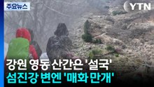 강원 산간은 설국, 남녘은 매화 만개...봄·겨울 공존 / YTN