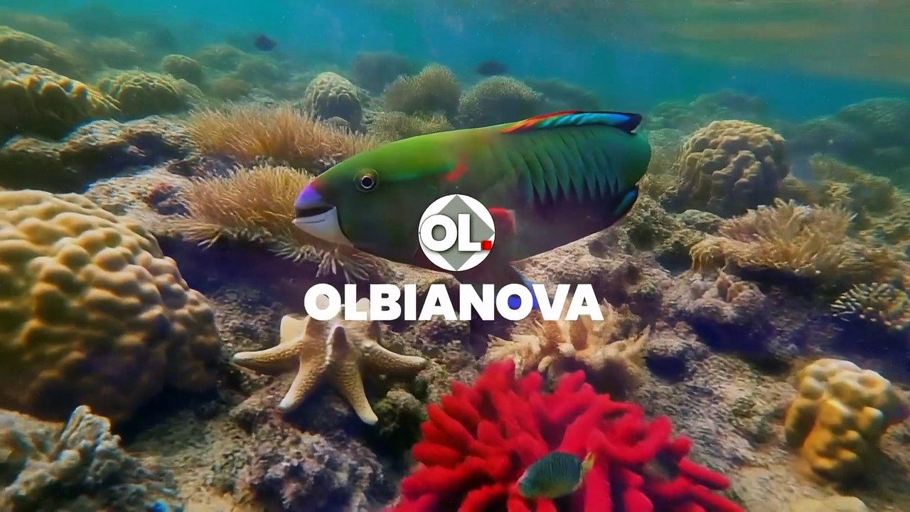 Il Maltese Falcon a Golfo Aranci