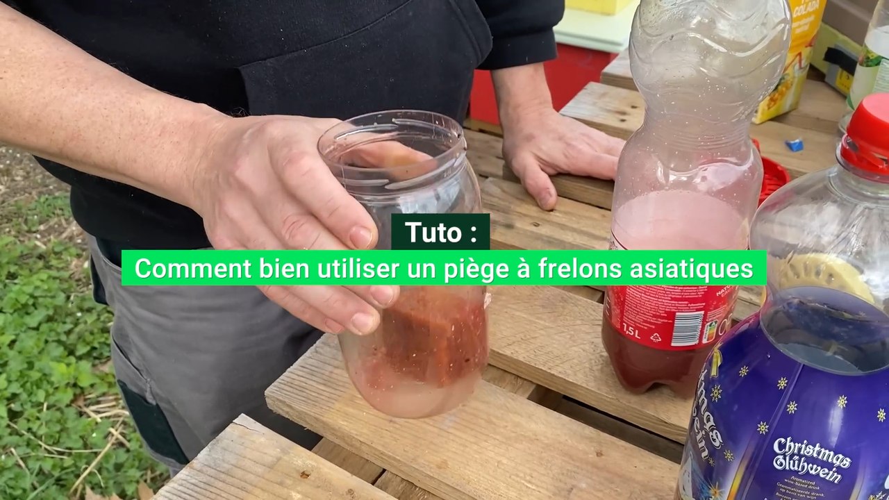 Comment bien utiliser un piège à frelons asiatiques