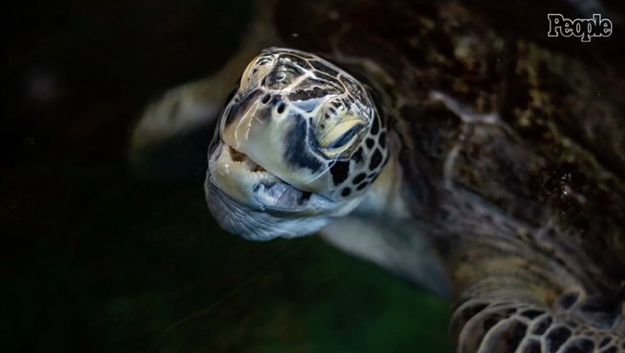 One of the World's Rarest Turtles Washes Up in Texas, Covered in Living Organisms and in Desperate Need of Help