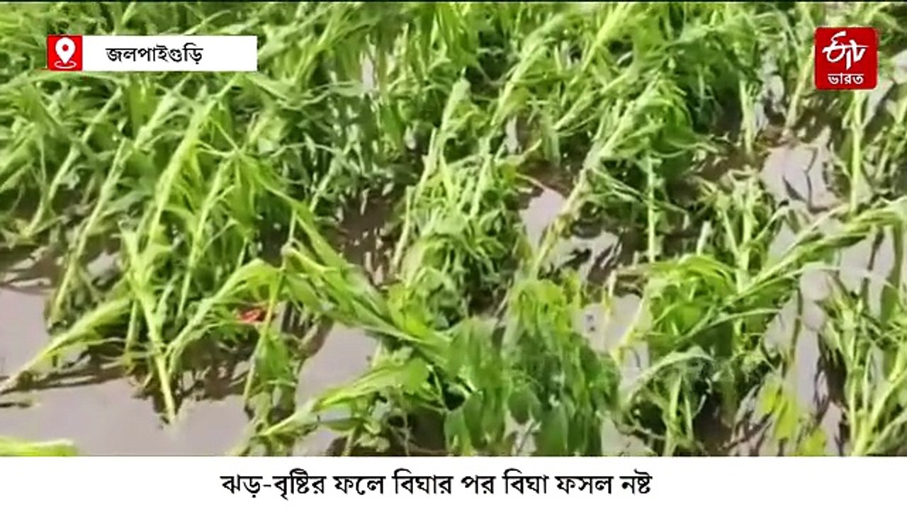 এক রাতের শিলাবৃষ্টি-ঝড়ে লন্ডভন্ড জলপাইগুড়ির বিস্তীর্ণ এলাকা